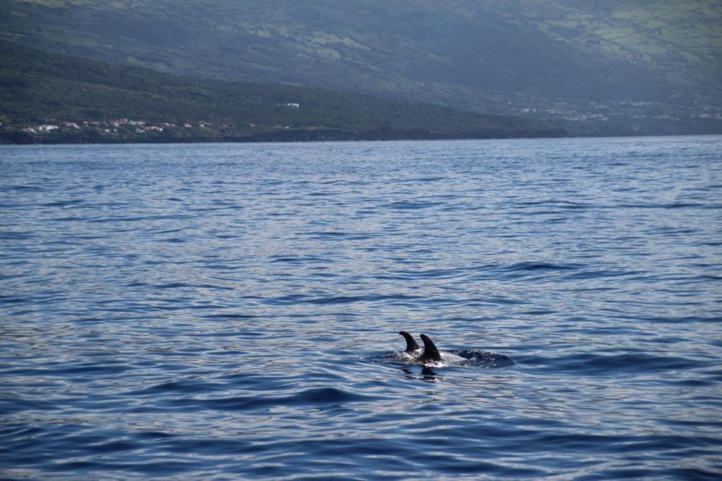 Cantinho Dos Cagarros Lajes do Pico Eksteriør billede