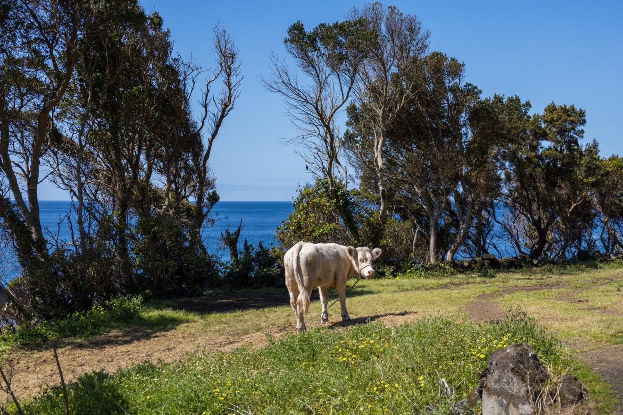 Cantinho Dos Cagarros Lajes do Pico Eksteriør billede